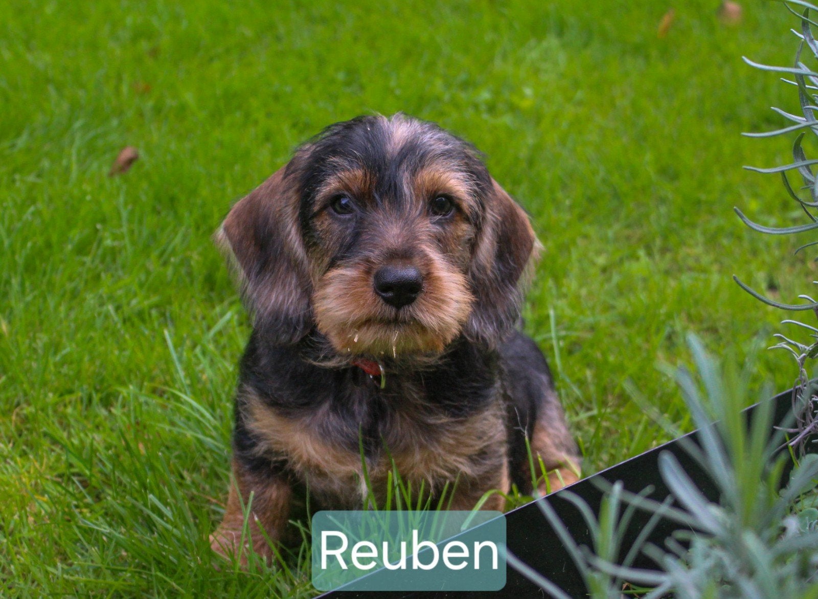 De leukste ruwharige Teckelpups zoeken hun gouden mandje, Standaard, CDV (hondenziekte), 8 tot 15 weken, Meerdere