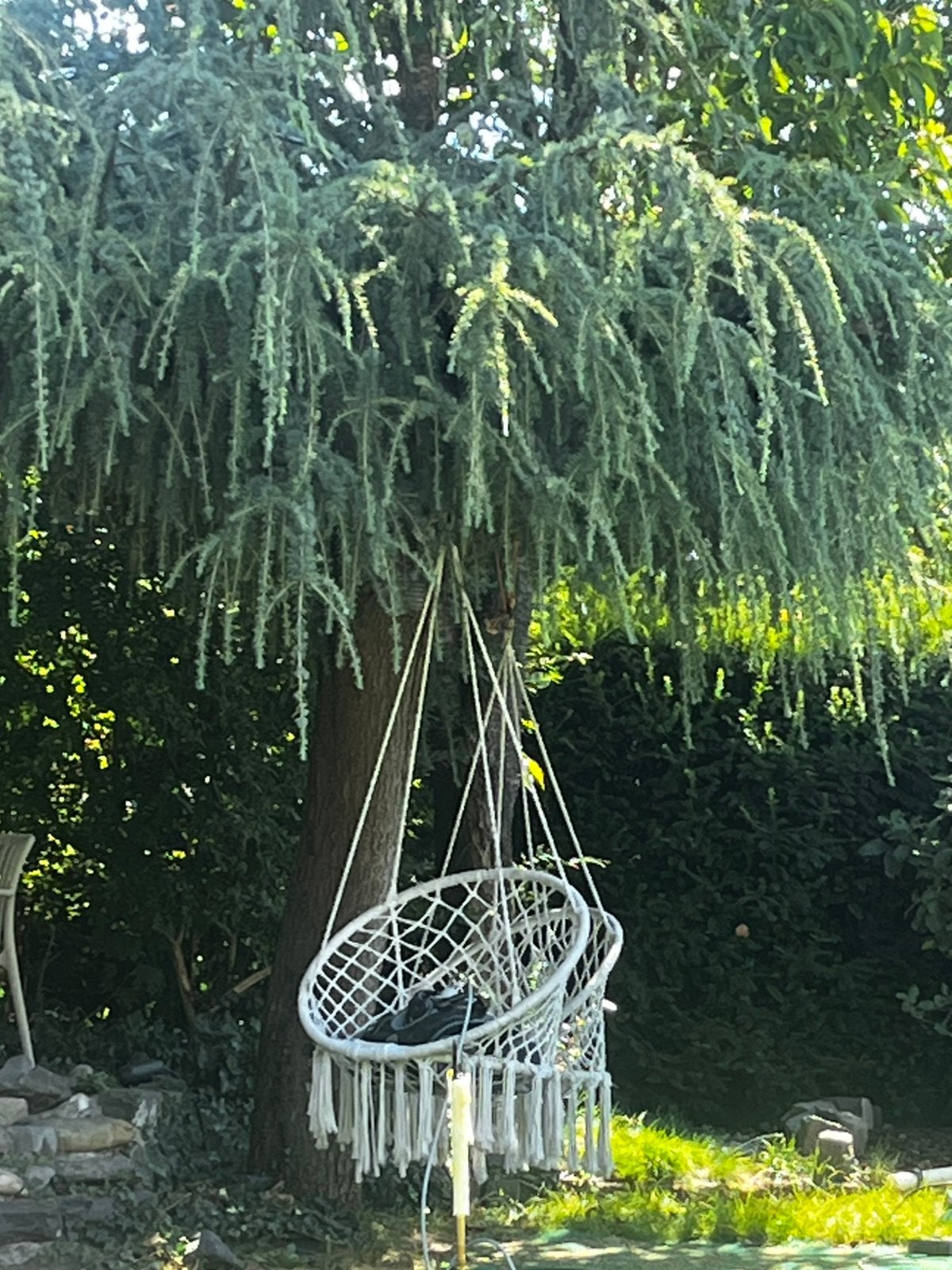Blauwe treurceder boom cedrus libani glauca pendula, Ophalen, Halfschaduw, Overige soorten