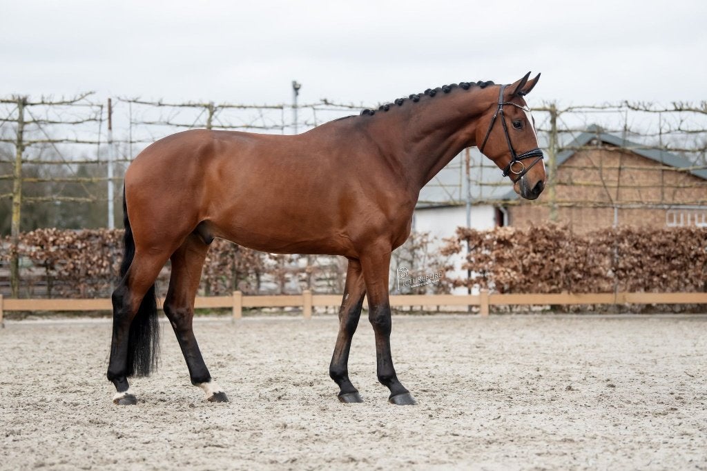 5-jarige grote ruin dressuur, Met stamboom, Ruin, M, Dressuurpaard