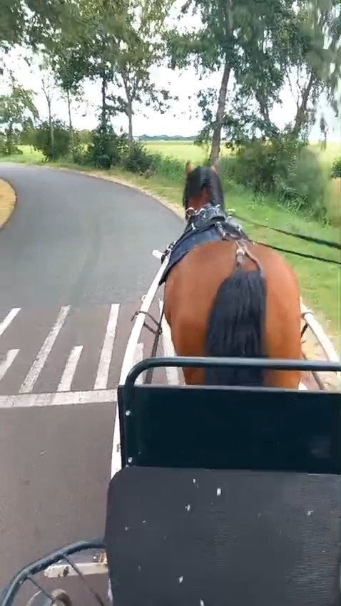 8 jarige E, menpony, Dieren en Toebehoren, B, 7 tot 10 jaar, Tuigpony, Merrie
