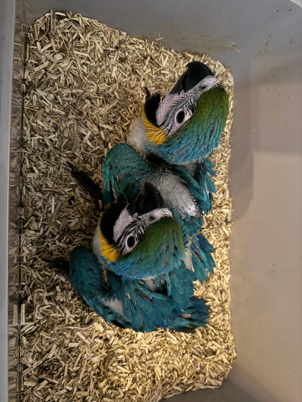Blauwegele ara 1 beschikbaar, Dieren en Toebehoren, Mannelijk, Papegaai, Geringd