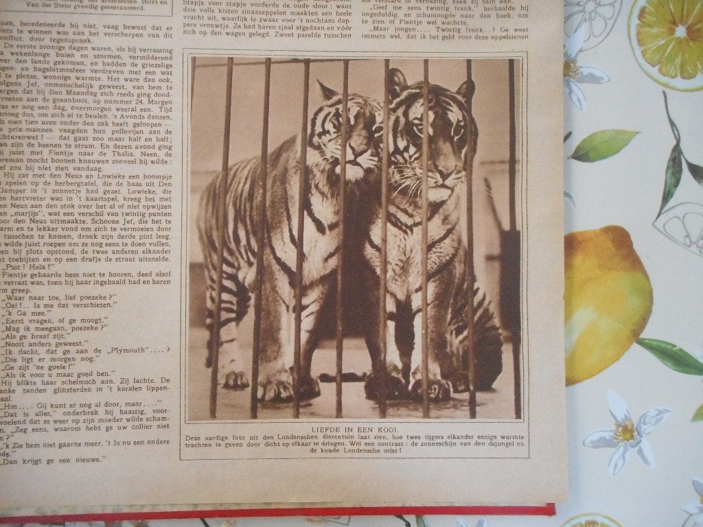Londen. 2 Tijgers in dierentuin. 1925., Ophalen of Verzenden, 1920 tot 1940, Knipsel(s)