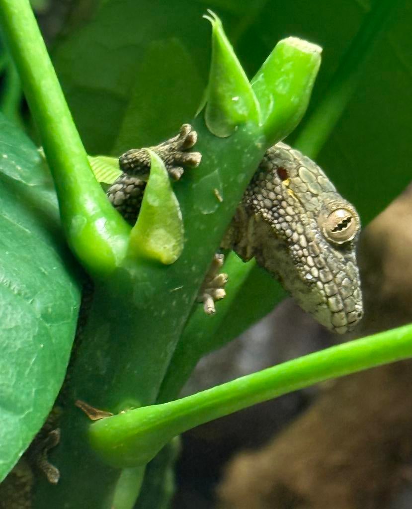 Eurydactylodes Viellardi (kameleon gekko) kweekgroep Chameleon - female for sale from A.S