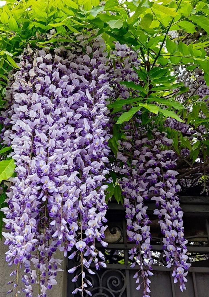 Blauwe regen planten, Tuin en Terras, Planten | Tuinplanten, Ophalen, Overige soorten, Volle zon