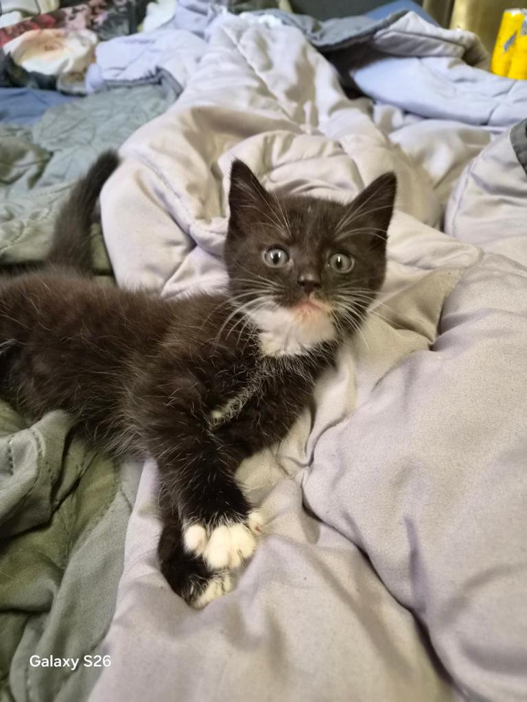 2 kittens vrouwtje en mannetje, Dieren en Toebehoren, Meerdere dieren, Kortharig, 0 tot 2 jaar