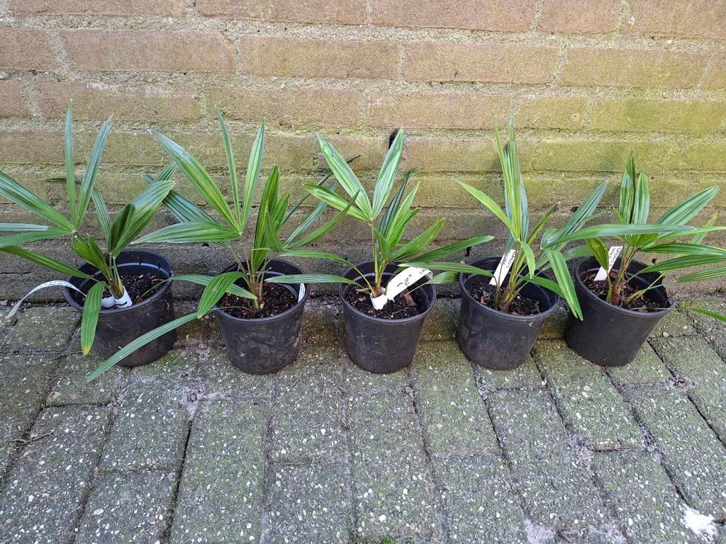 Palmboom zeldzaam Trachycarpus nanus x wagnerianus, Tuin en Terras, Planten | Bomen, Ophalen of Verzenden, Minder dan 100 cm, Zomer