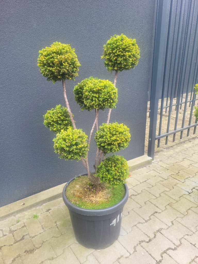 Taxus b."hopken"s Gigant Bonsai, Tuin en Terras, In pot, Bloeit niet, Halfschaduw, 100 tot 250 cm