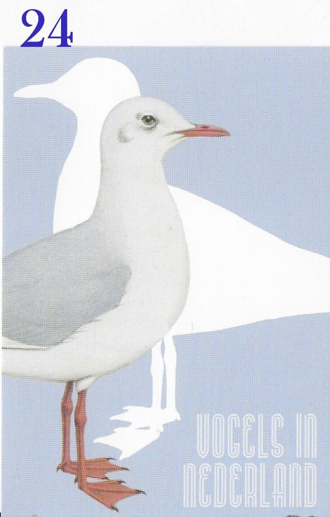 Ansichtkaart Vogels in Nederland Kokmeeuw ( B3954), Ophalen of Verzenden, 1980 tot heden, Ongelopen
