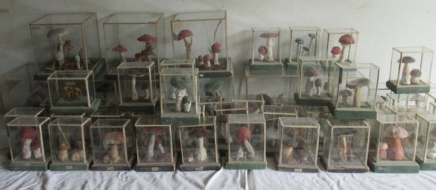 antieke botanische modellen paddestoelen in box 50, Ophalen