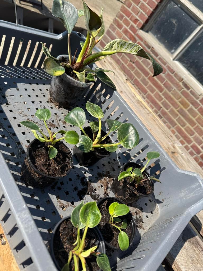 Philodendron Birkin stekjes - verschillende groottes, Ophalen
