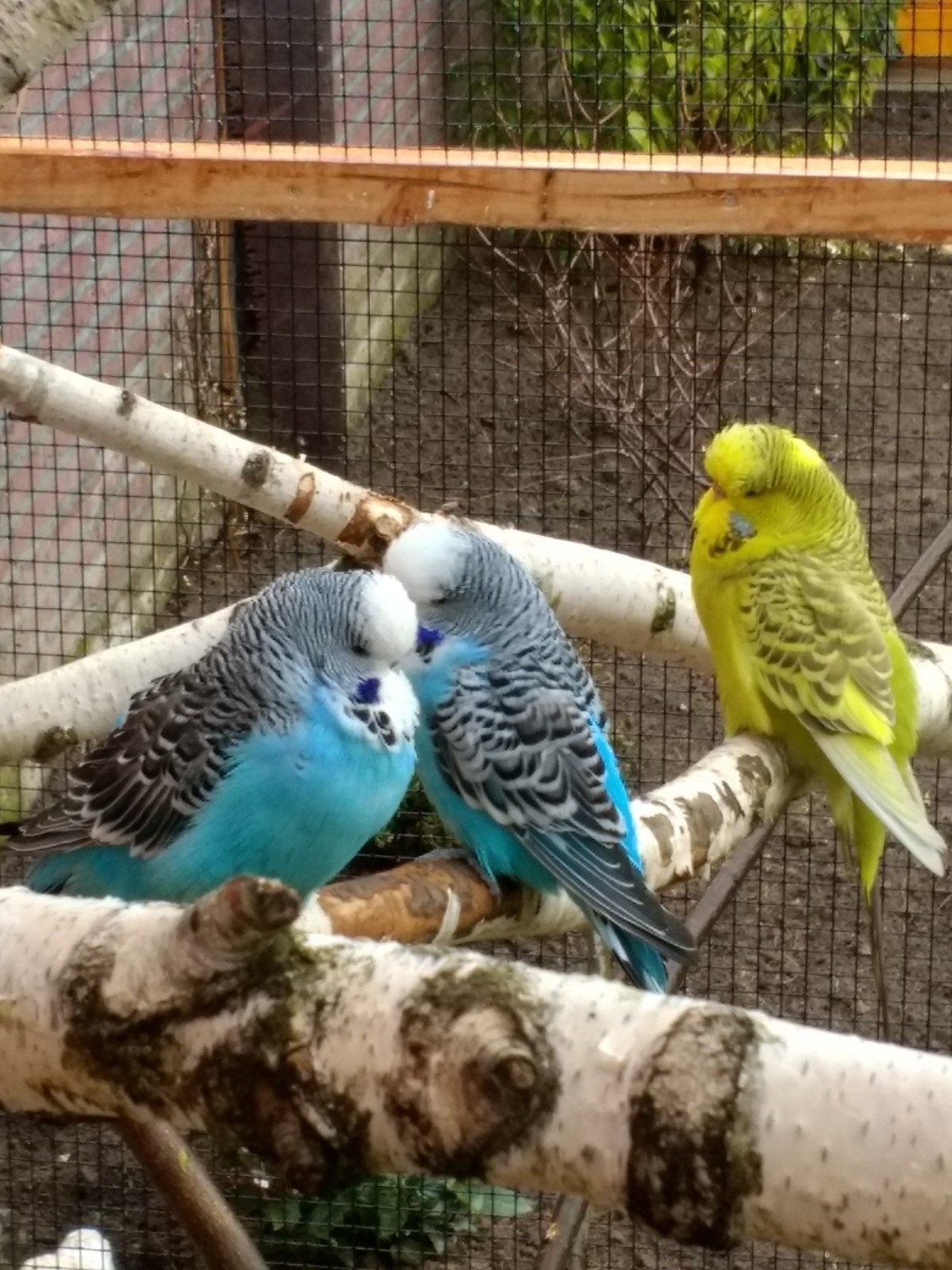 Gezocht: koppel Engelse grasparkieten, Meerdere dieren, Parkiet