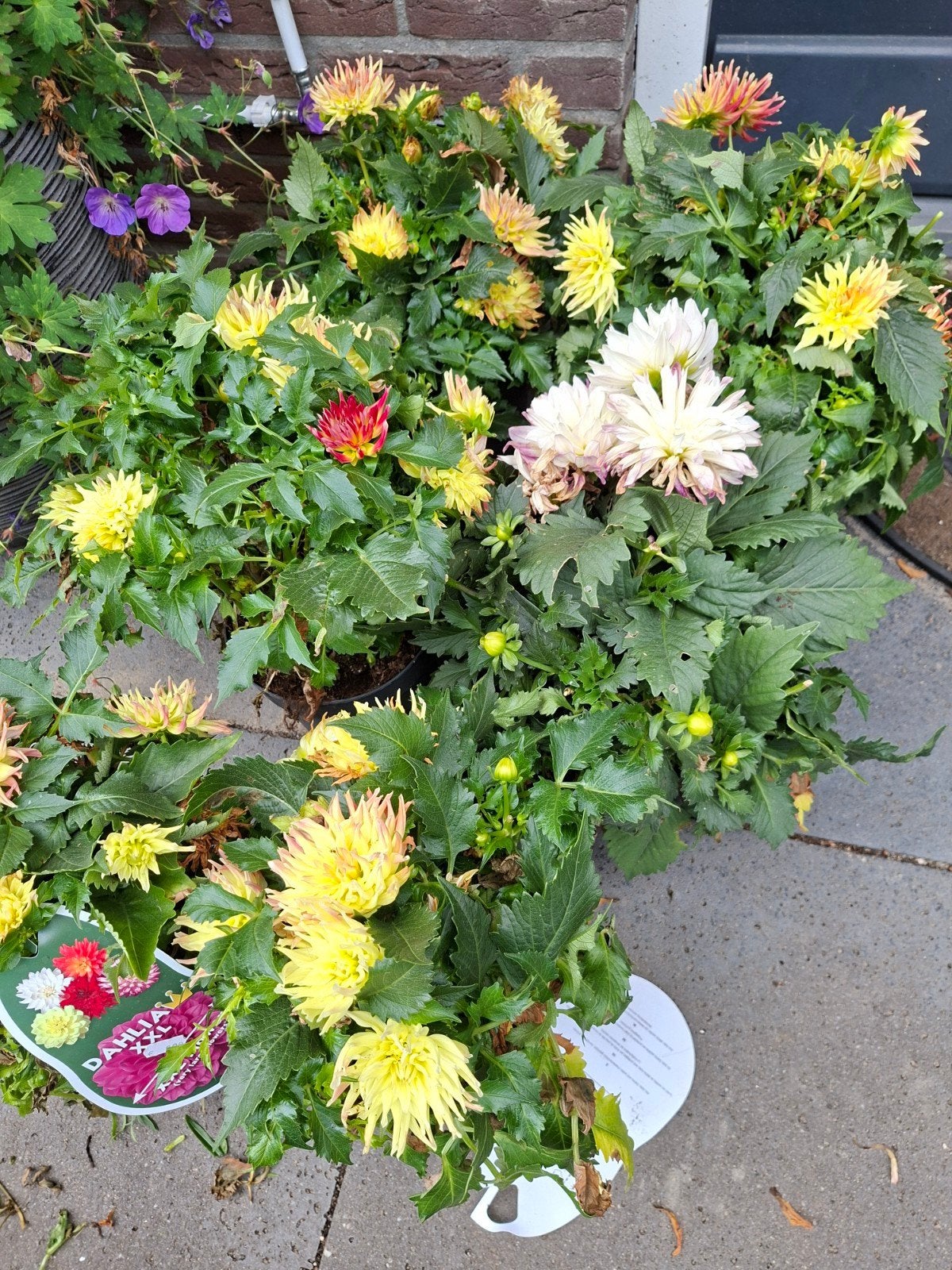 Dahlia XXL planten - Diverse kleuren, Overige soorten, Volle zon, Vaste plant, Ophalen of Verzenden