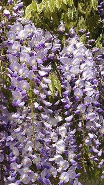Blauwe regen - Wisteria sinensis - 275 - 325 cm, Tuin en Terras, Ophalen, Volle zon, Vaste plant, Klimplanten