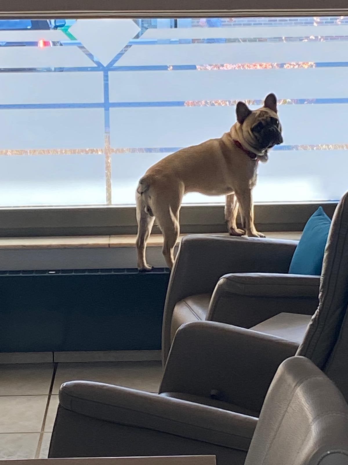 Franse bulldog ter dekking met FCI stamboom, België, Particulier, Reu, 1 tot 2 jaar