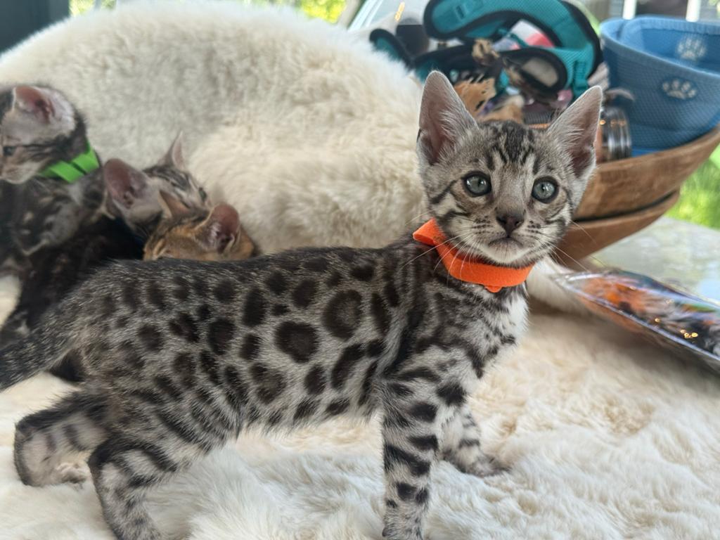 Silver Bengaal kittens met stamboom. Marble en spotted., Dieren en Toebehoren, Katten en Kittens | Raskatten | Korthaar, Meerdere dieren
