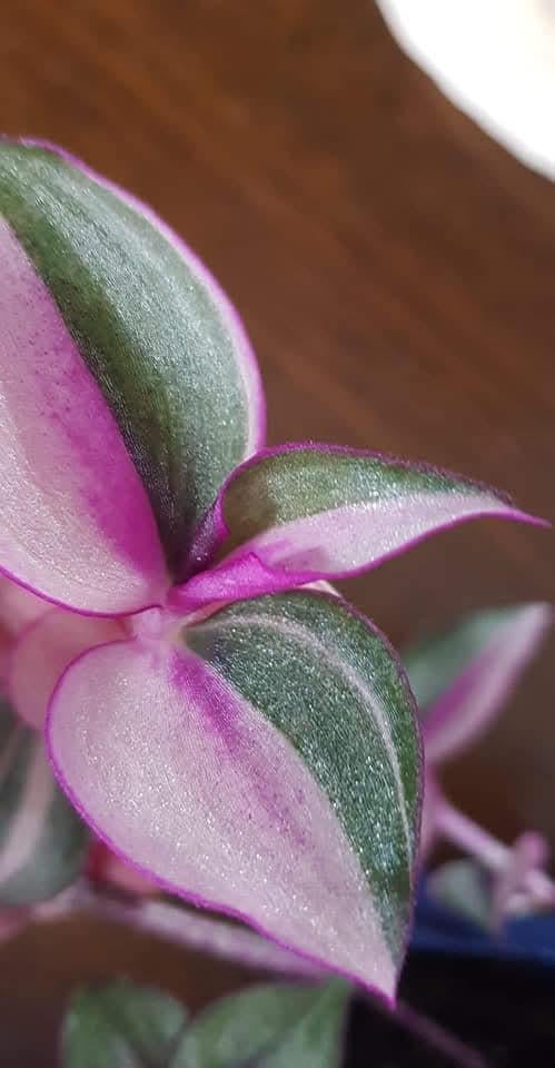 Tradescantia quadricolor stekjes te koop, Ophalen of Verzenden