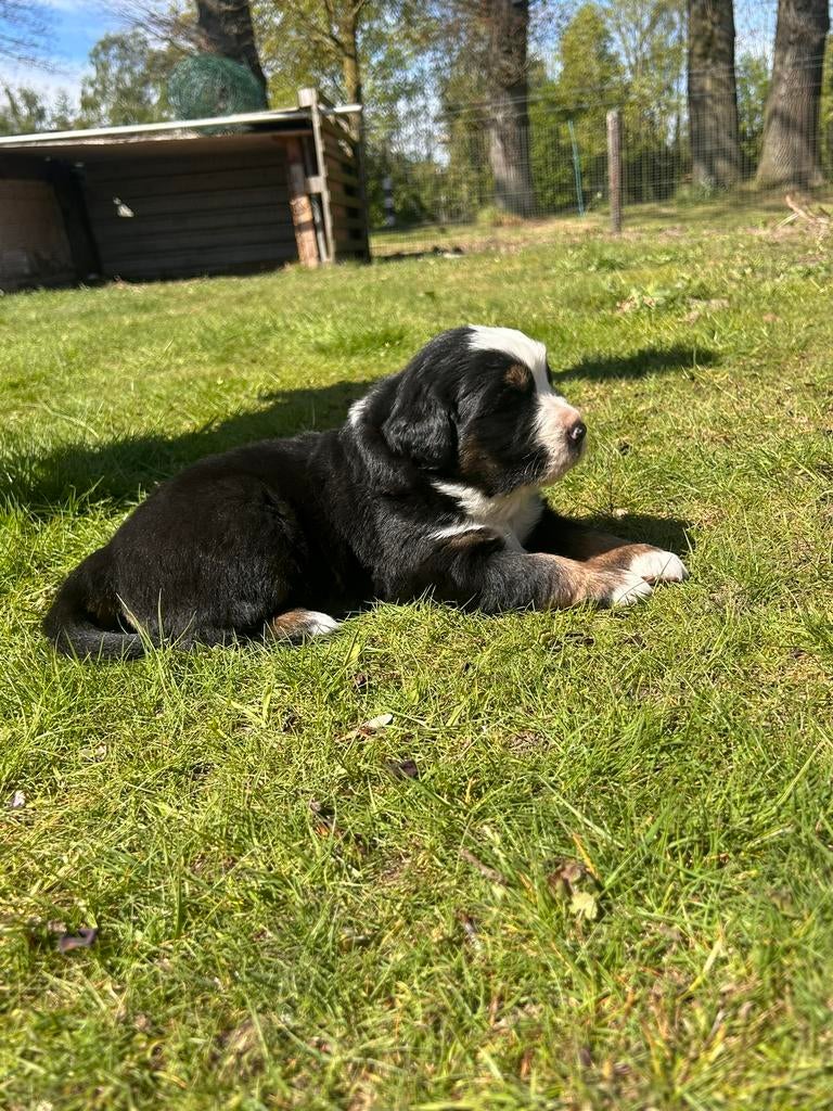 Berner Sennen puppy’s, Dieren en Toebehoren, 8 tot 15 weken, Groot, Meerdere, Meerdere dieren