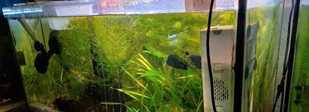 aquarium 80cm lang x 30cm diep x 40cm hoog, Ophalen, Gebruikt, Leeg aquarium, Juwel