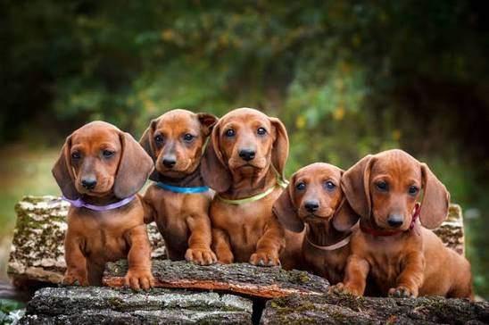 Teckel Pup GEZOCHT, Reu, 8 tot 15 weken, Korthaar, Dwerg