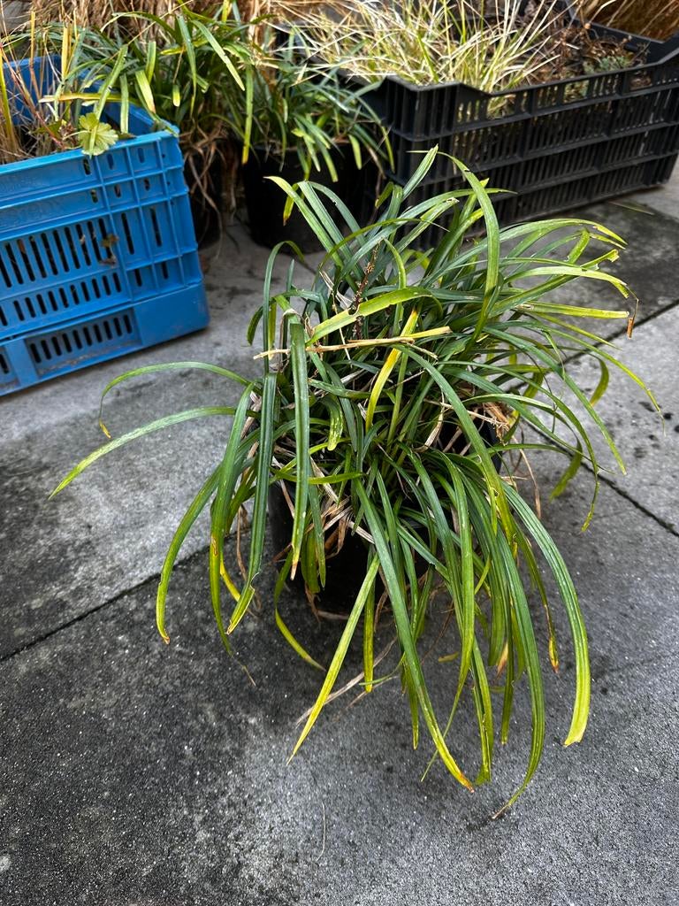 Liriope, Overige soorten, Vaste plant, Ophalen of Verzenden, Halfschaduw