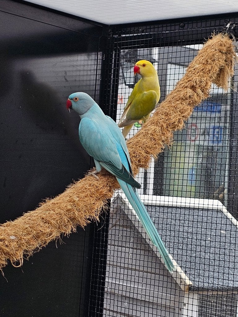 Halsband parkieten | Volwassen koppels | Passend advies, Dieren en Toebehoren, Vogels | Parkieten en Papegaaien, Meerdere dieren