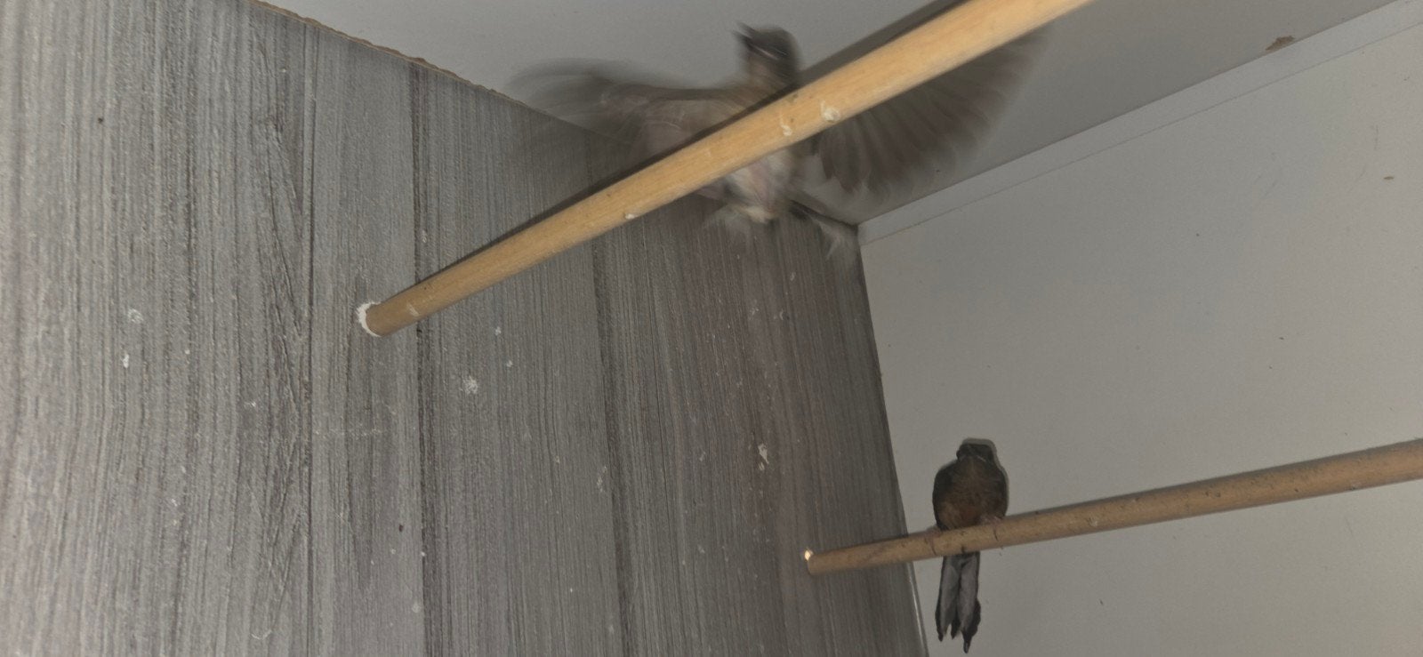 schamalijsters, Dieren en Toebehoren, Vogels | Overige Vogels, Meerdere dieren