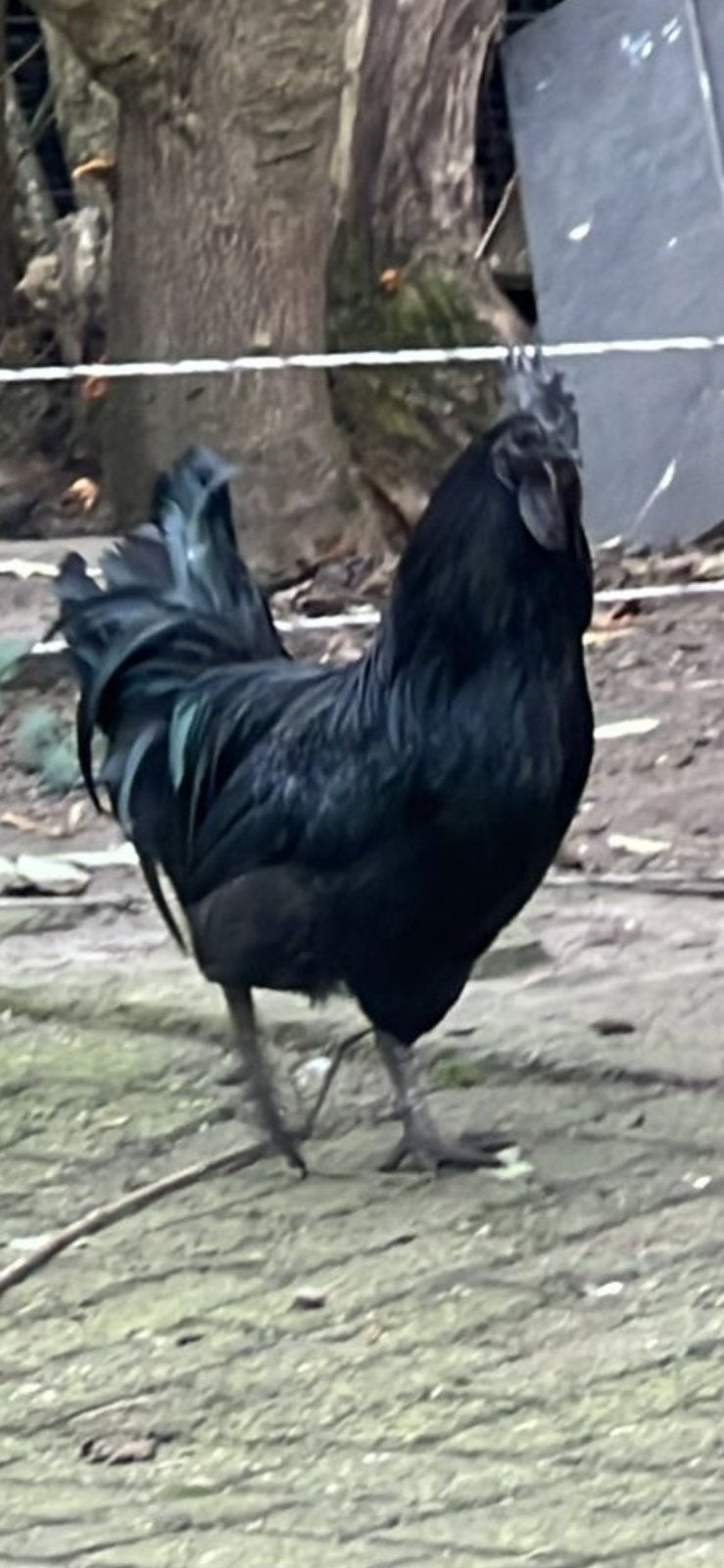 Ayam Cemani moederkip met 11 kuikens en haan te koop, Dieren en Toebehoren, Pluimvee, Meerdere dieren, Kip