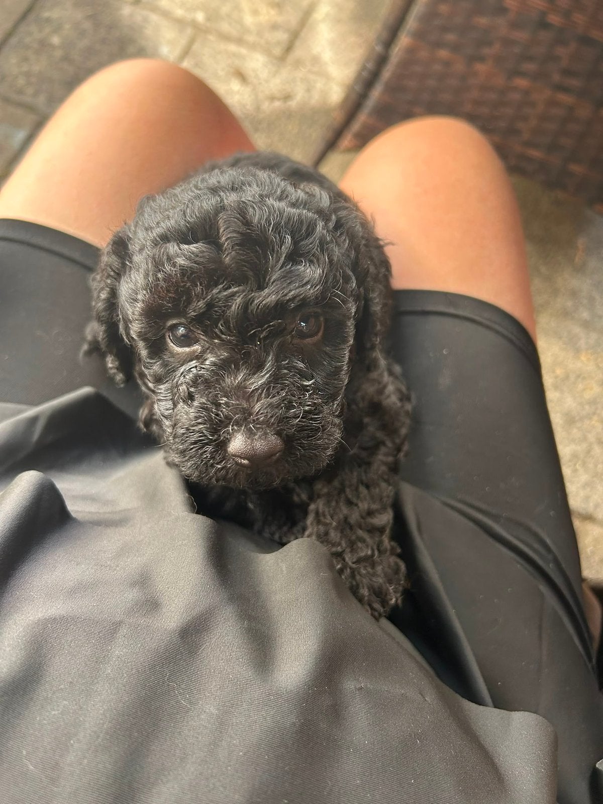 Super lieve toy/dwergpoedel pups., Dieren en Toebehoren, Honden | Chihuahua's en Gezelschapshonden, Poedel, Reu, 8 tot 15 weken