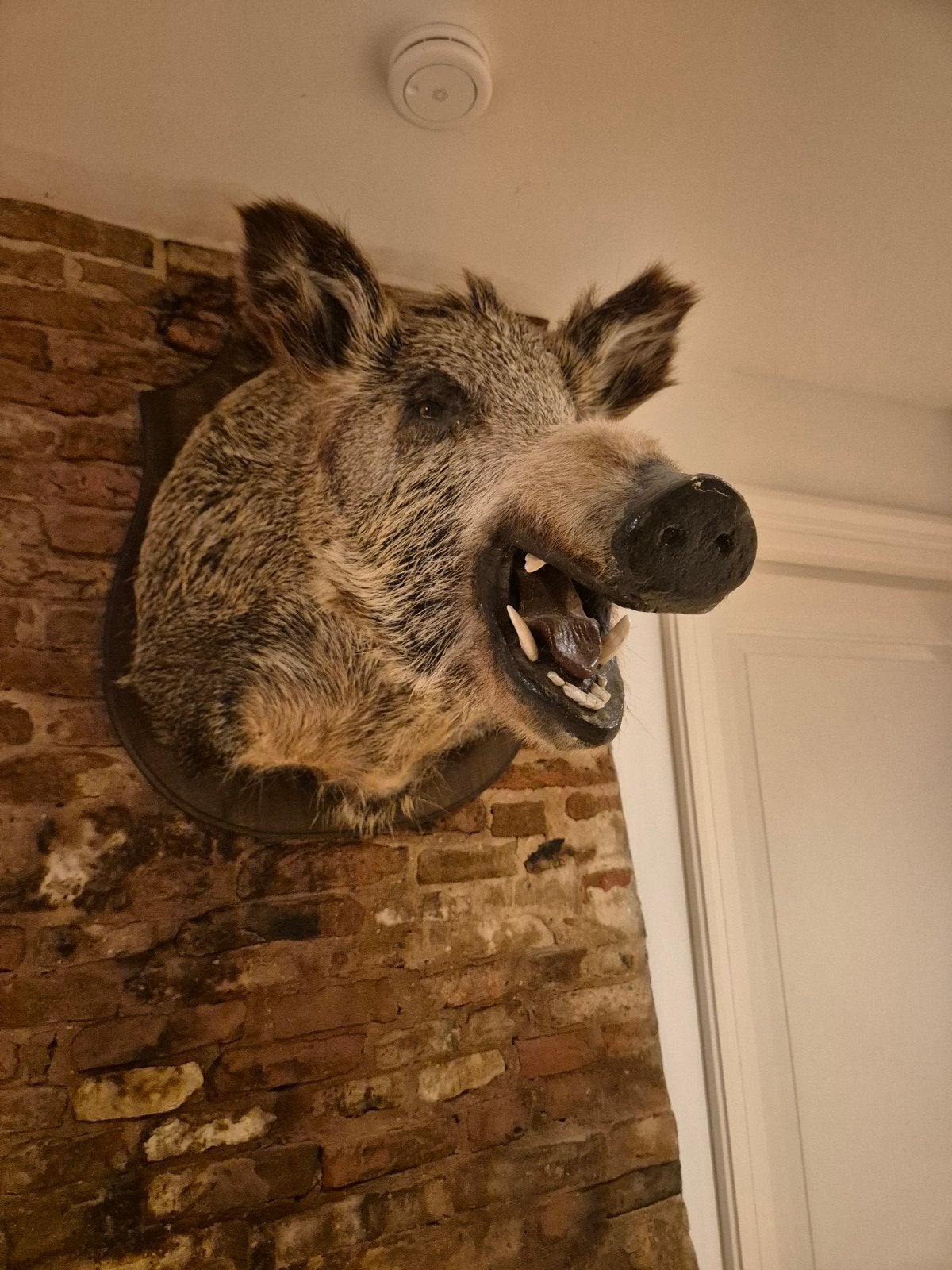 Opgezette Wildzwijnkop taxadermie- Uniek Decoratiestuk, Ophalen