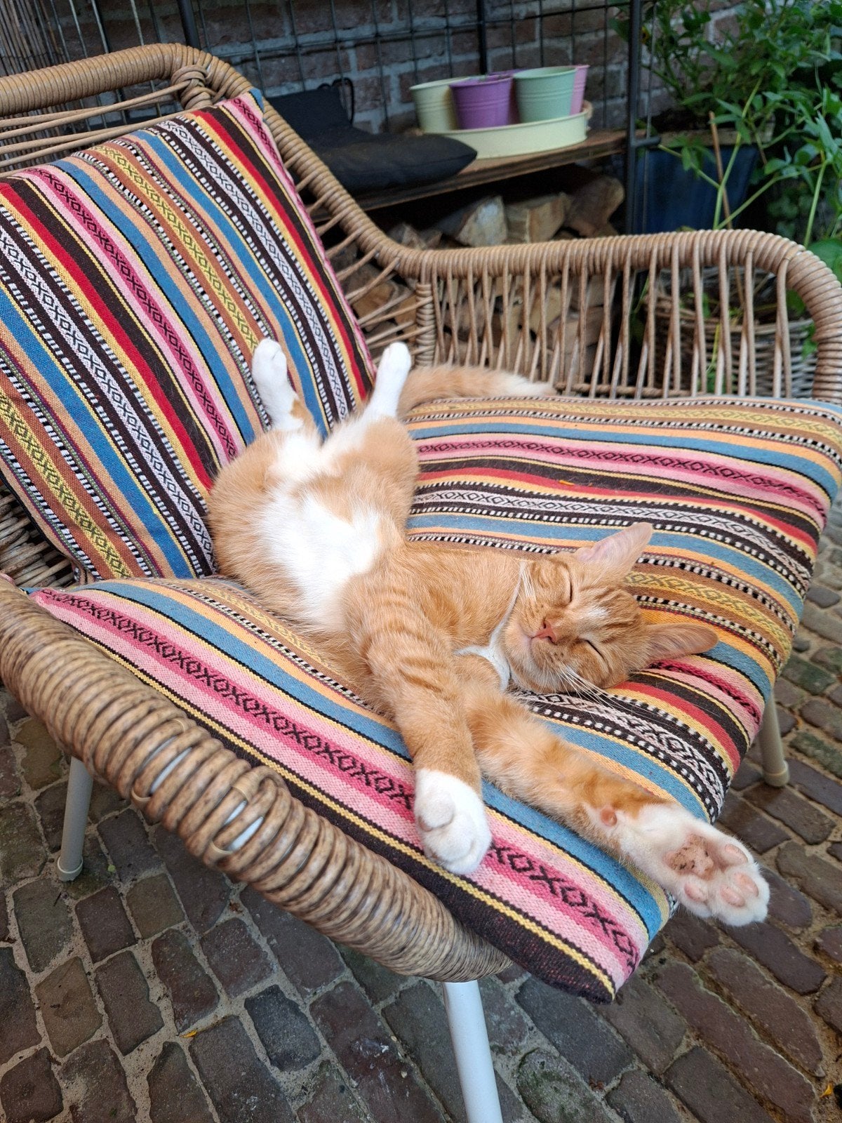 Foto 2 van jonge rood/witte kater vermist