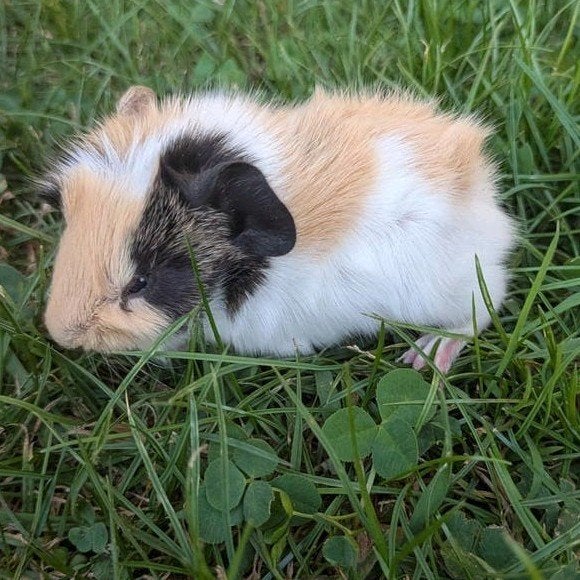 2 mooie cavia beertjes broers, Cavia, Augustus, Mannelijk, Tam