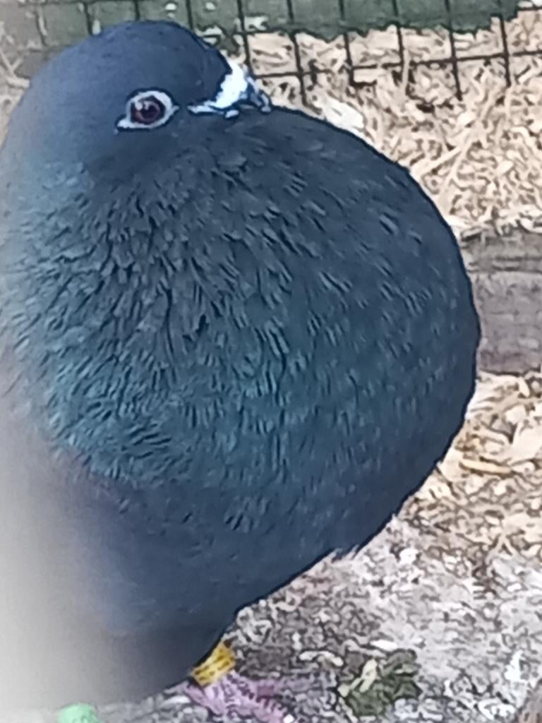 Kropper Haagse til doffer zwart, Dieren en Toebehoren, Mannelijk
