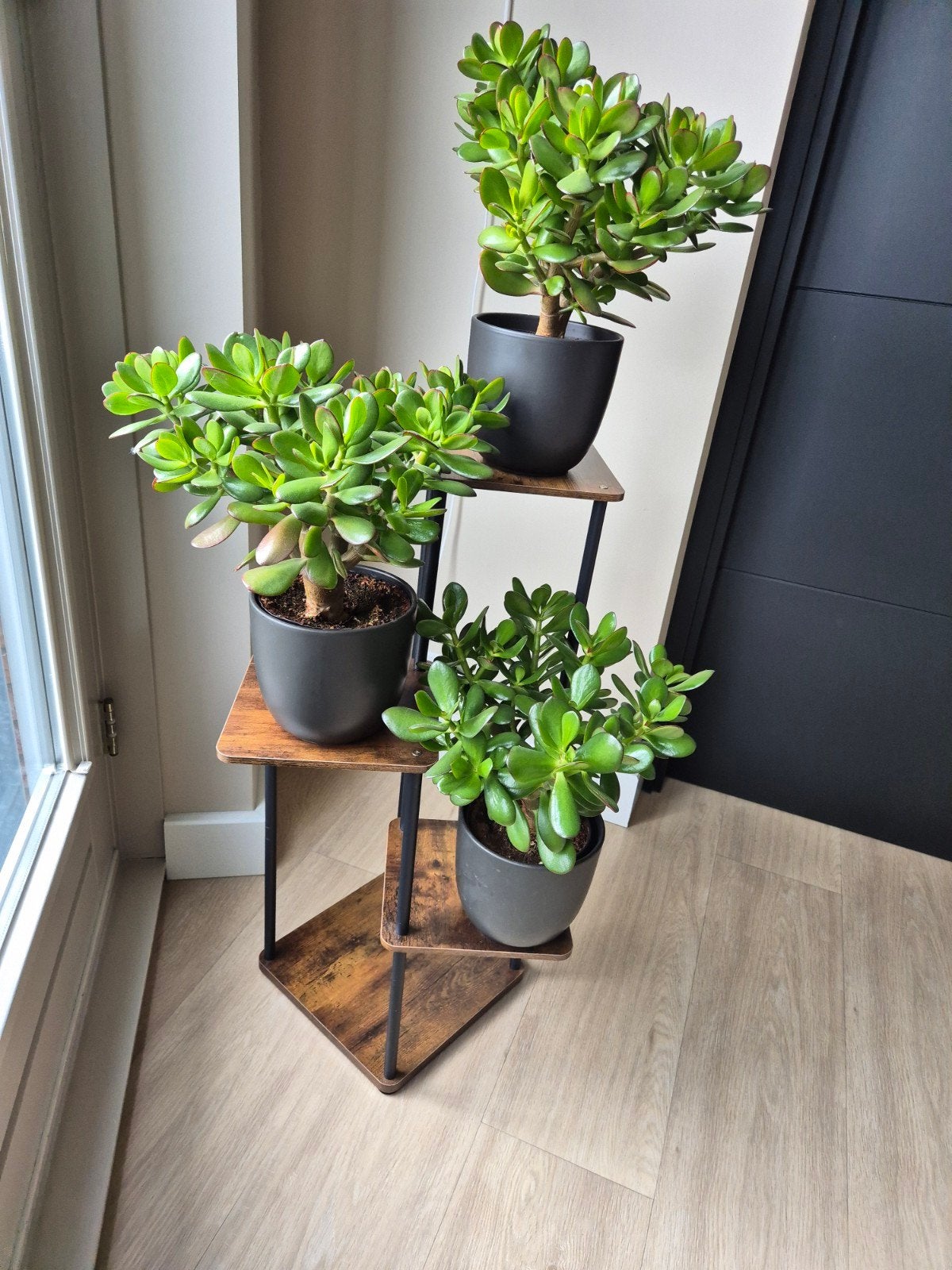 3 mooie Crassula Ovata's in zwarte ompotten met standaard, Ophalen, Volle zon, 100 tot 150 cm