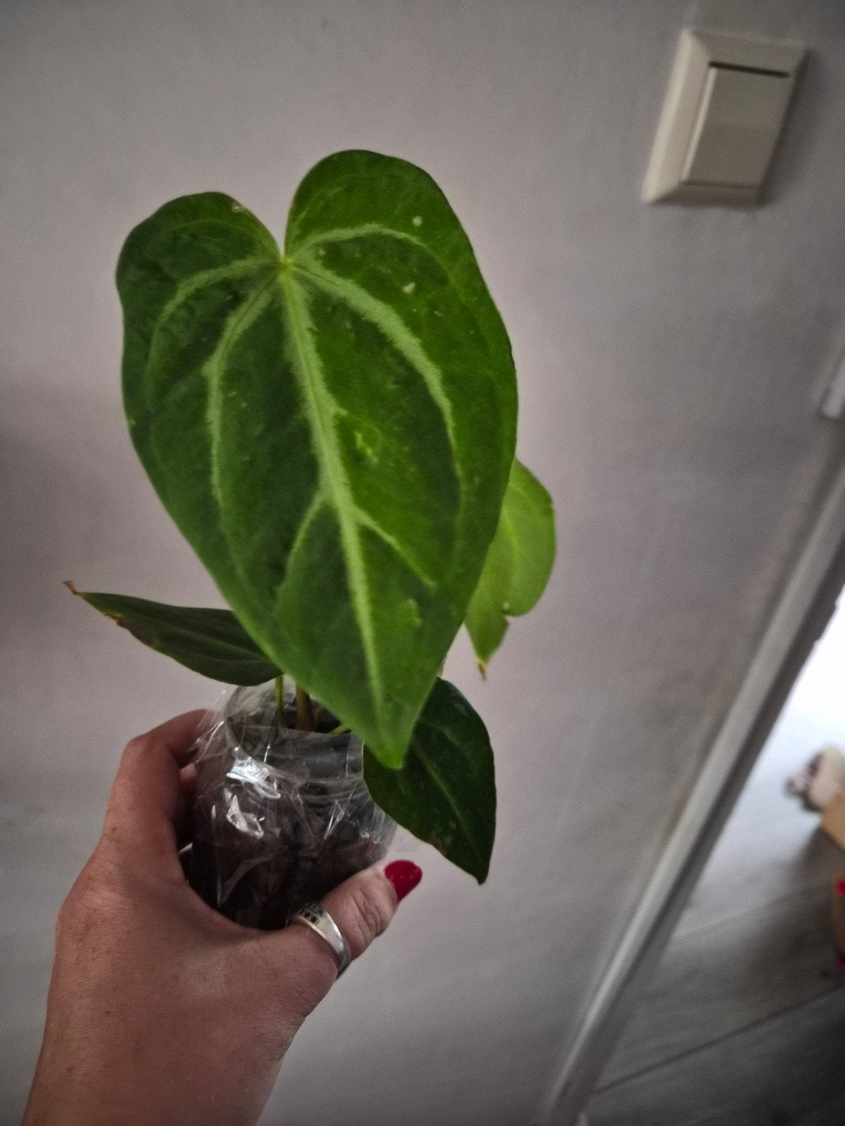 Anthurium Magnificum - Prachtige Tropische Kamerplant, Ophalen, Overige soorten, Halfschaduw, In pot