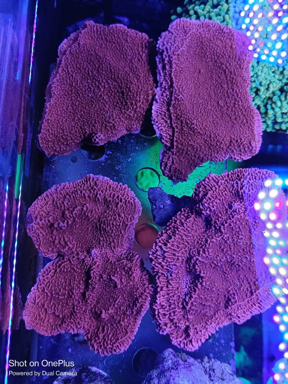 Monitpora plaat rood stekken, Overige typen, Zoutwatervis