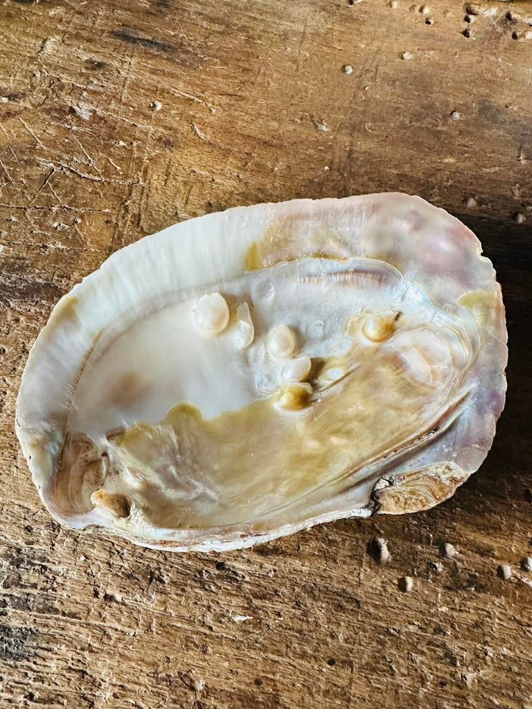 Parelmoerschp met parels, Ophalen of Verzenden
