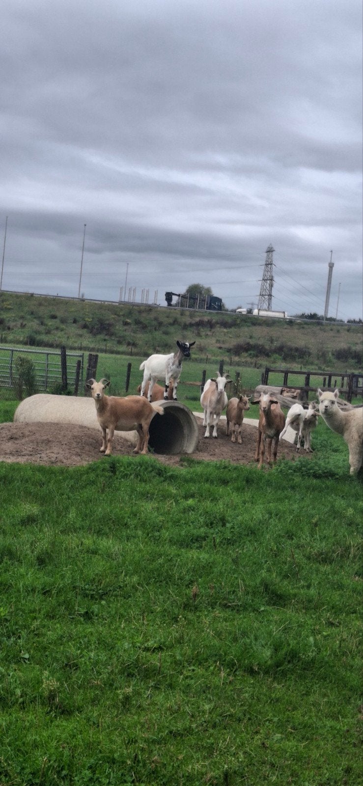 verschillende soorten geiten, Dieren en Toebehoren, Vrouwelijk, Geit