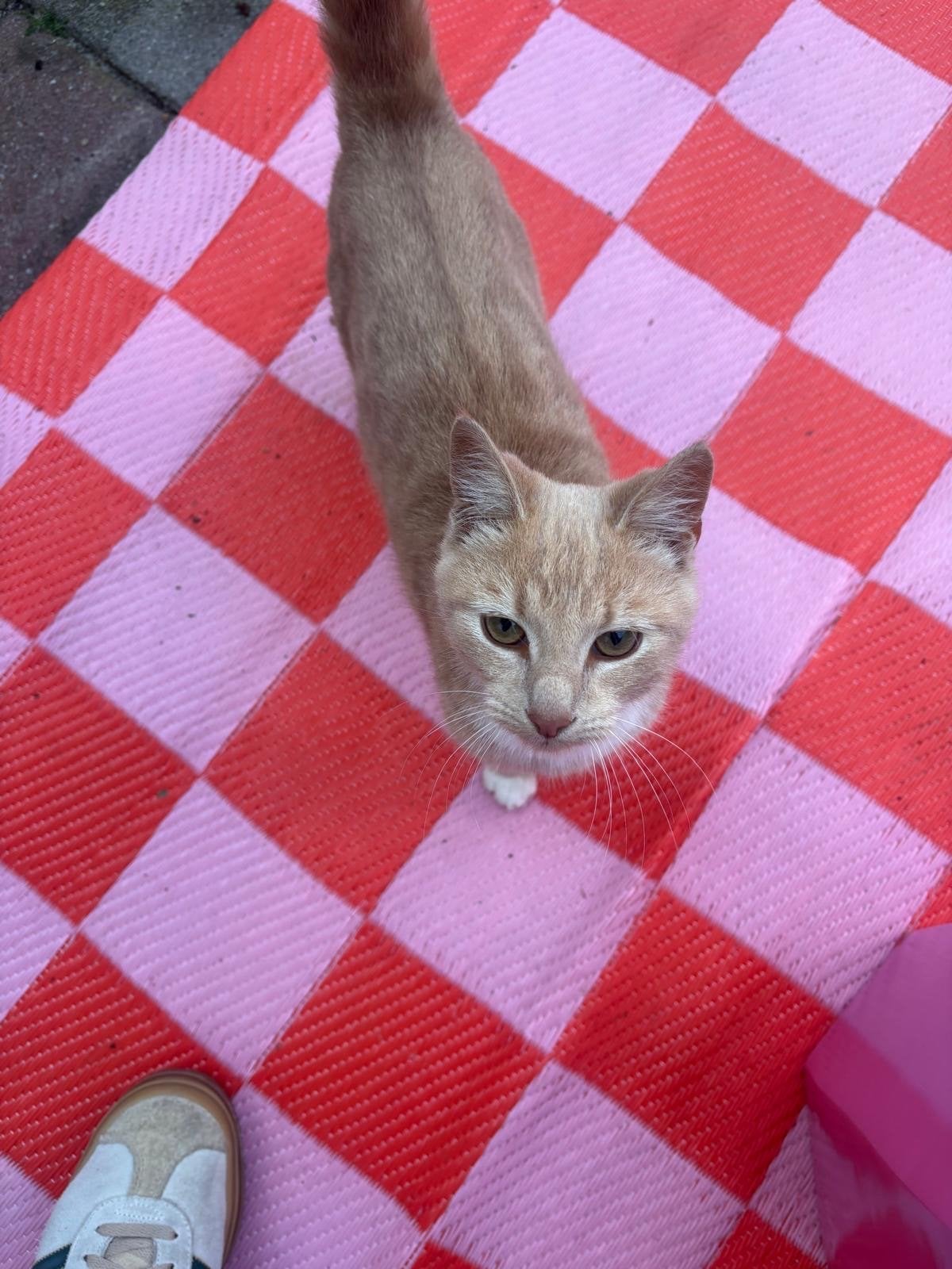 Kitten 7 maanden, Ophalen, Zo goed als nieuw, Hond of Kat, Beeldje of Figuurtje