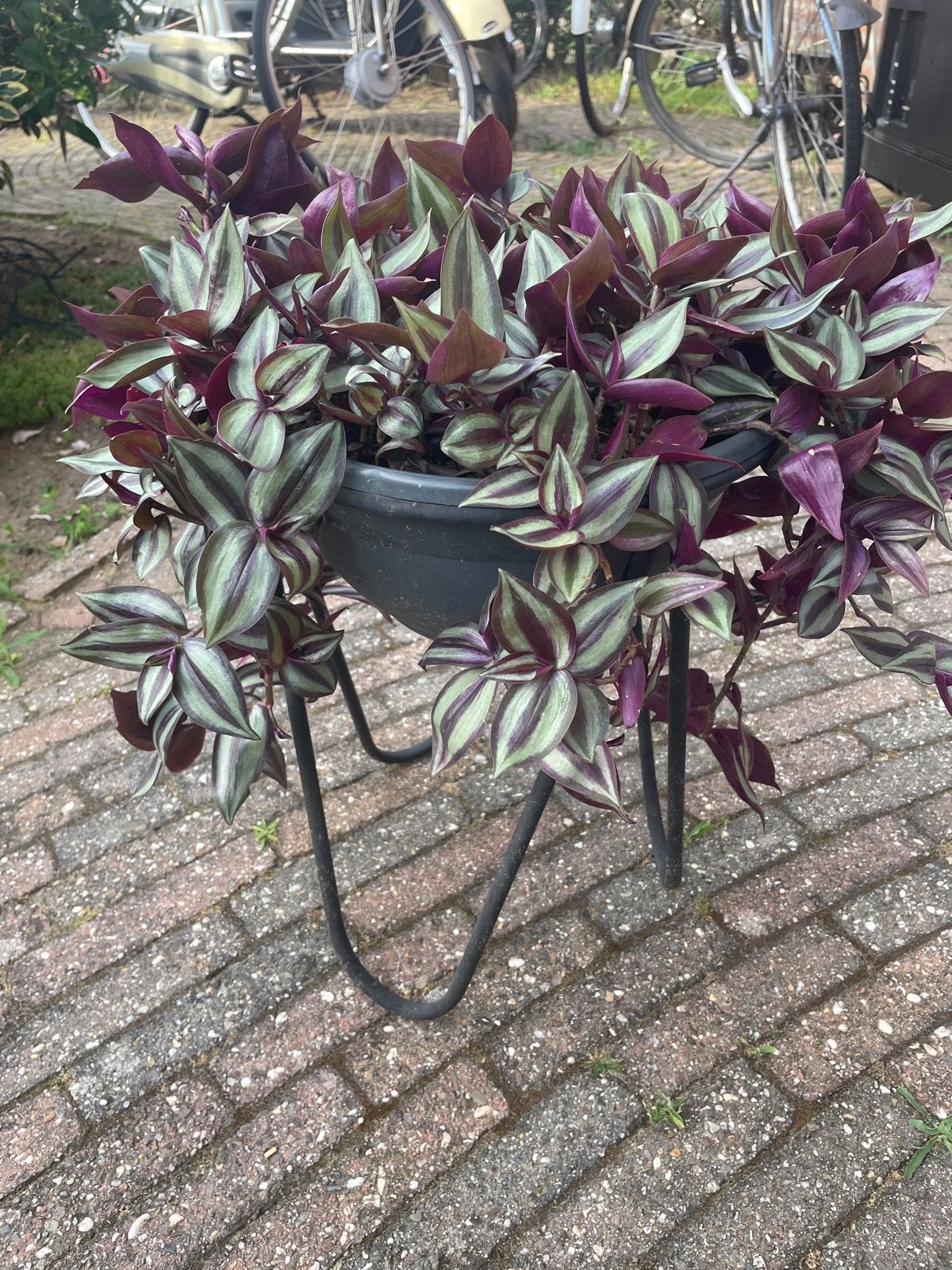Tradescantia Zebrina in pot, Huis en Inrichting, Ophalen, Overige soorten, Halfschaduw, In pot