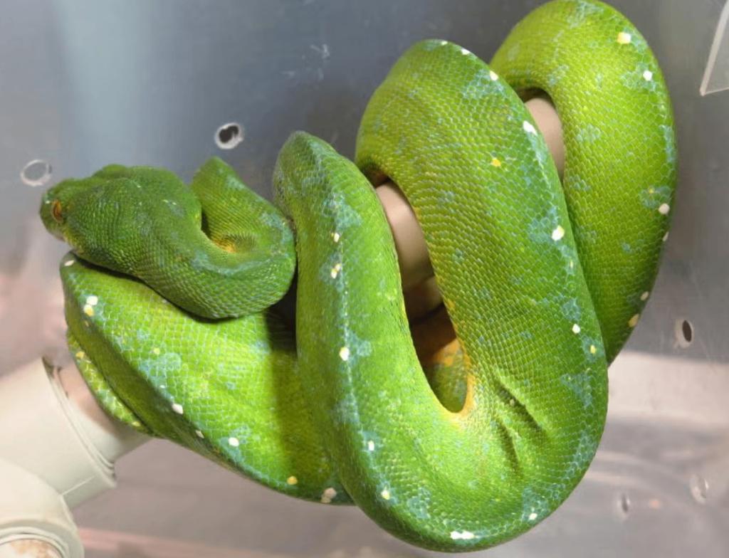 Male Morelia Viridis sorong Blue Chain 2022 Green Tree Python - unknown for sale from reptile900