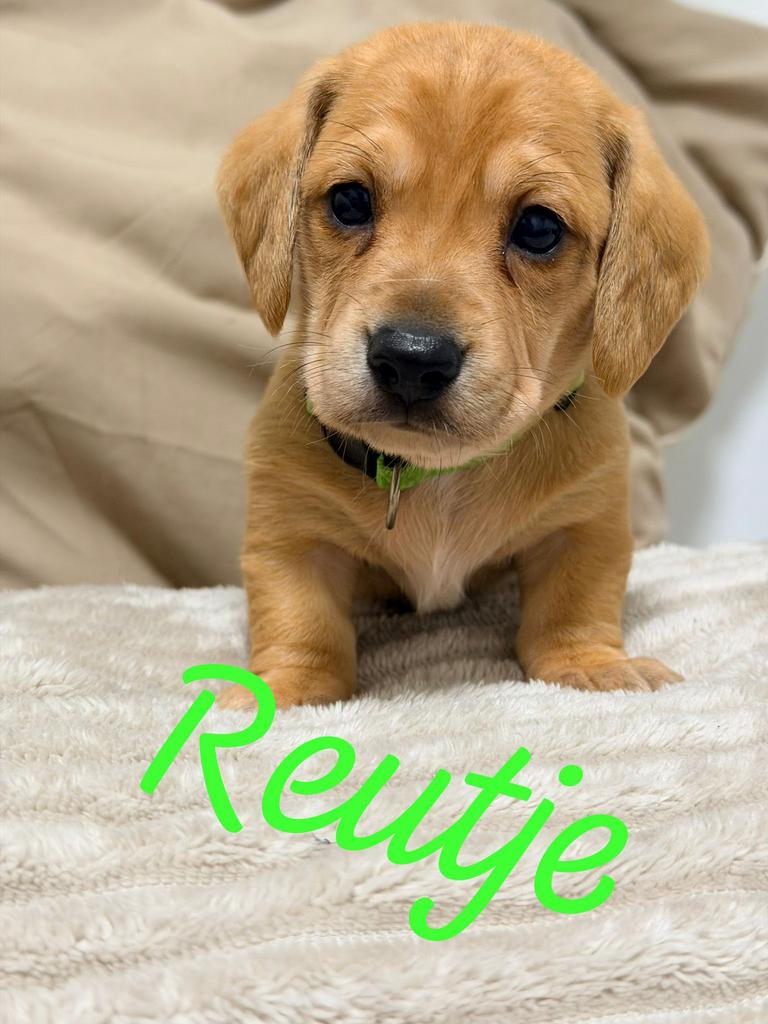 Red/cream teckels, Dieren en Toebehoren, Honden | Teckels en Dashonden, Parvo, 8 tot 15 weken, Korthaar, Dwerg