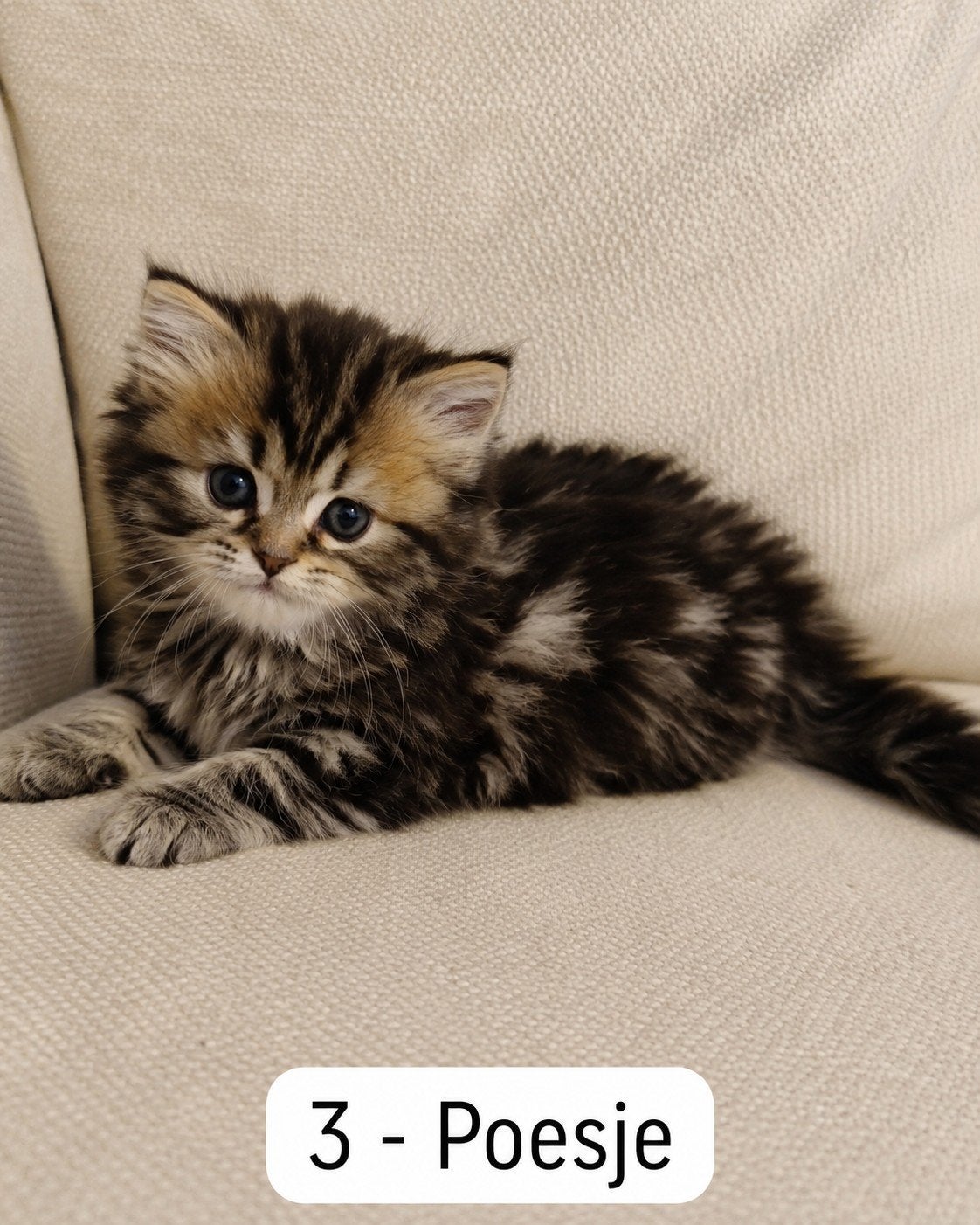 Britse langhaar kittens, Meerdere dieren, Gechipt