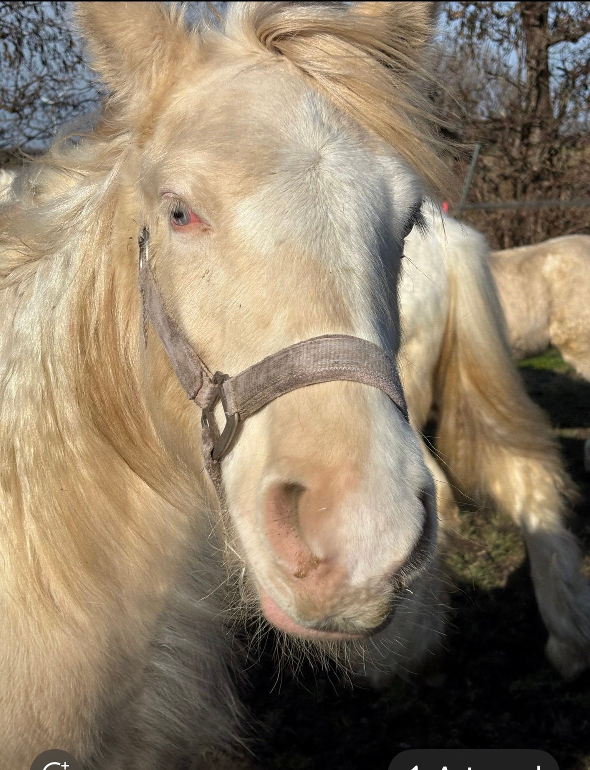 1,5 jarige tinkerhengst Perlino Bont, Dieren en Toebehoren, Met stamboom, 0 tot 2 jaar, Hengst, Onbeleerd