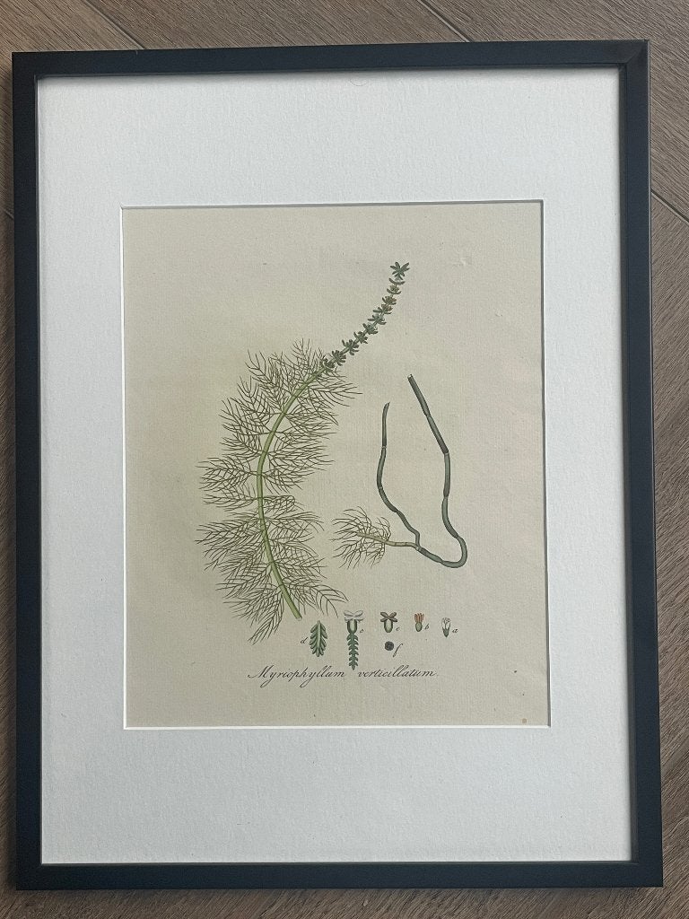 1820 Flora Batava / Jan Kops - Kransbloemig Vederkruid P0679, Ophalen of Verzenden, Ets, 1800 - 1899