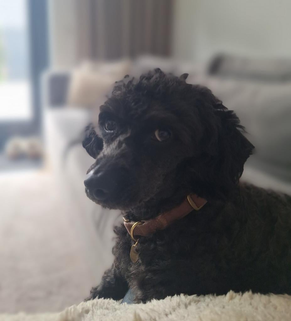 Maltipoo teefje, Dieren en Toebehoren, Honden | Niet-rashonden, 1 tot 2 jaar, Teef, Eén hond, Klein