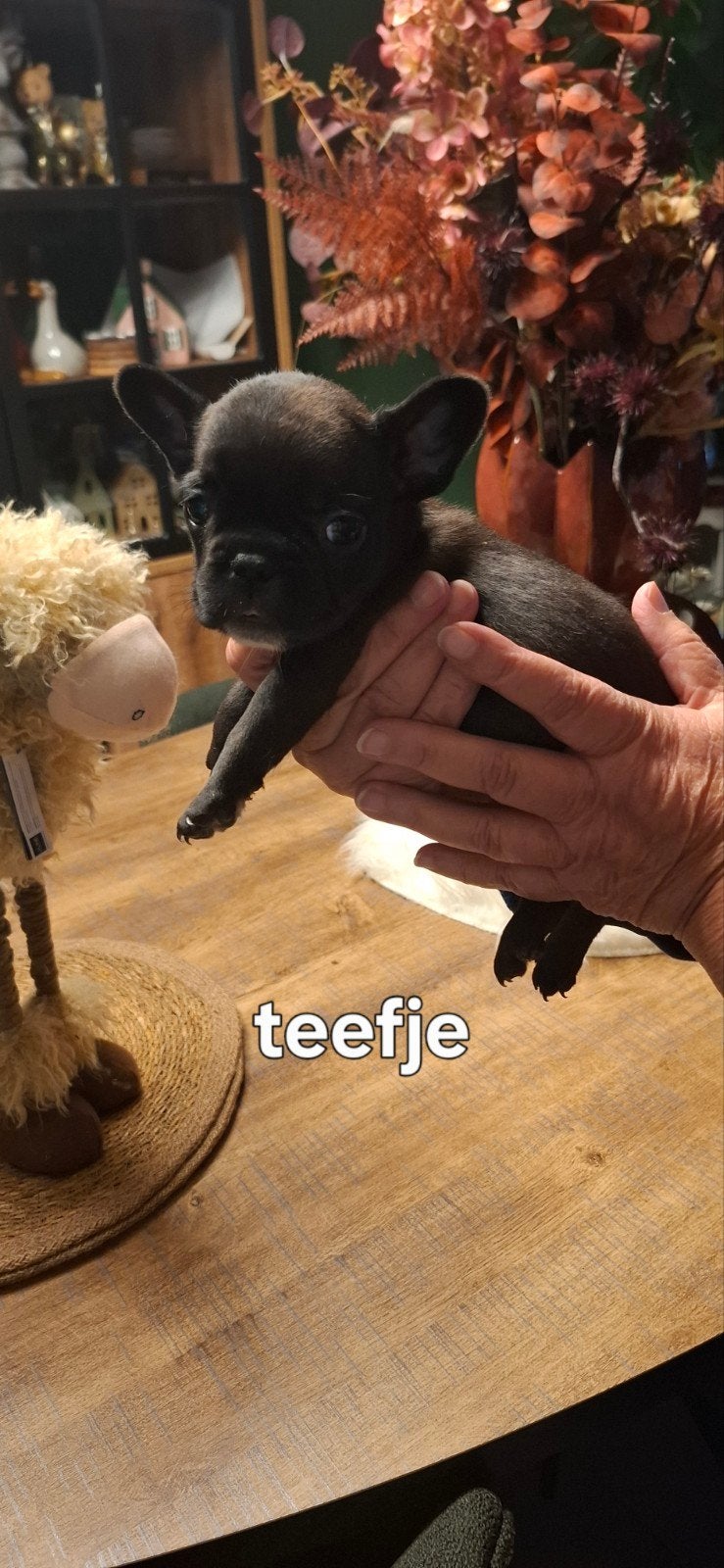 franse bulldogg belgie, Dieren en Toebehoren, België, Fokker | Hobbymatig, 8 tot 15 weken, Bulldog