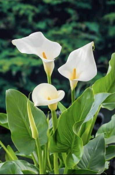 Zantedeschia Aethiopica ( Witte Aronskelk), Ophalen, Overige soorten, Volle zon