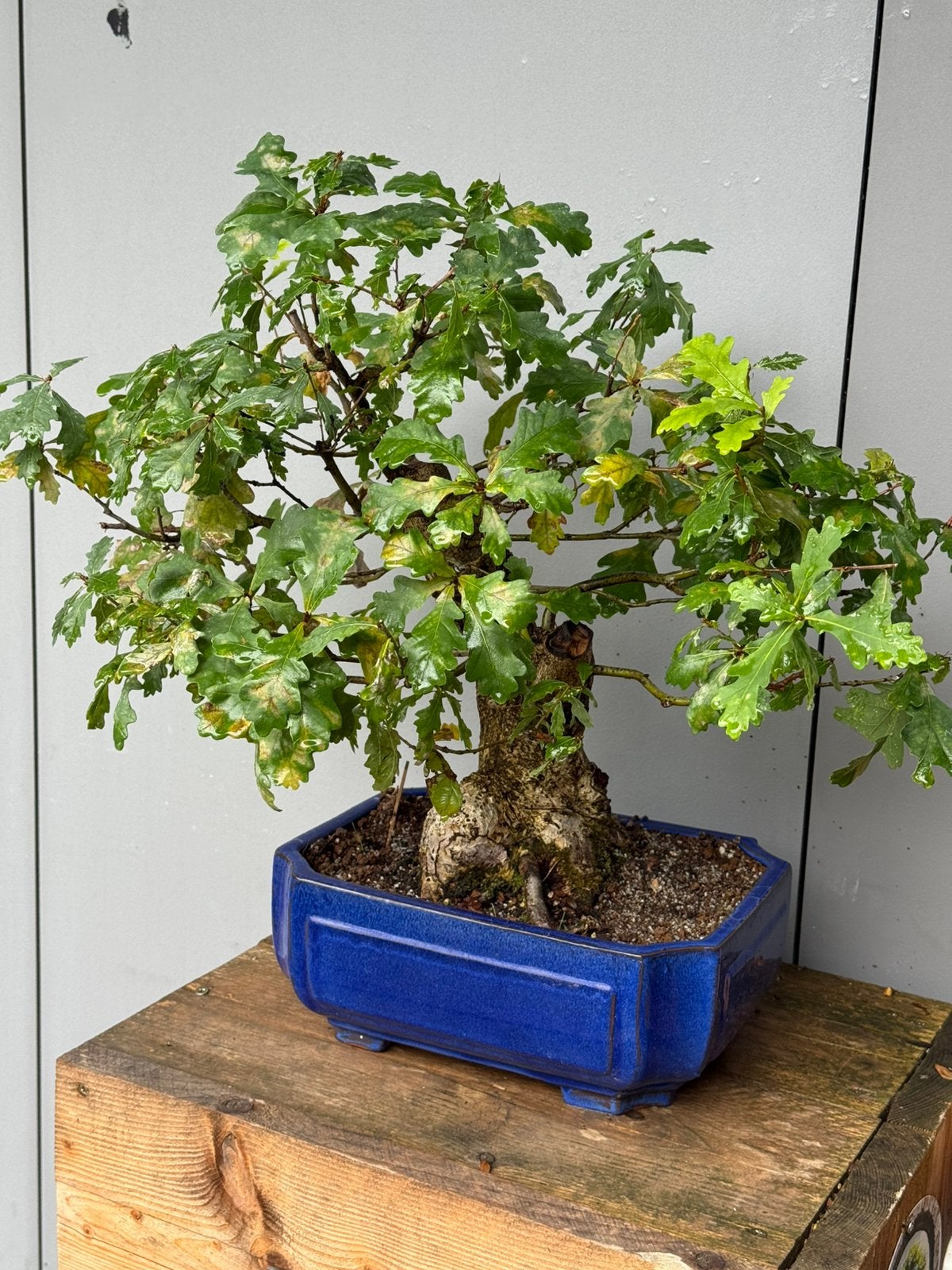 Bonsai ilex; oude eik van 30 jaar plus, Bloeit niet, Halfschaduw, Overige soorten, Minder dan 100 cm