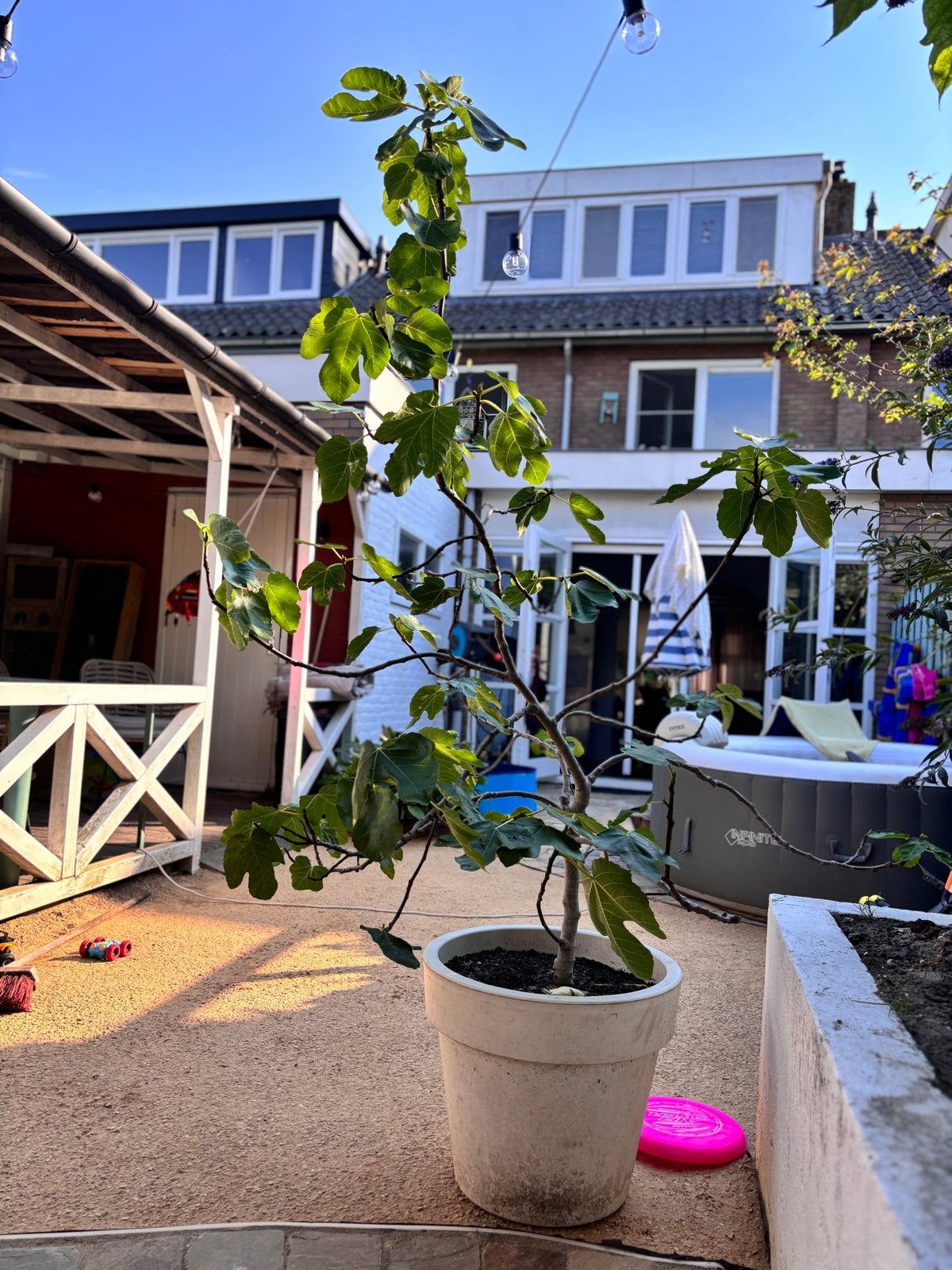Grote, stevige vijgenboom in pot (ca. 7 jaar oud), Ophalen, Vaste plant, Overige soorten, Volle zon