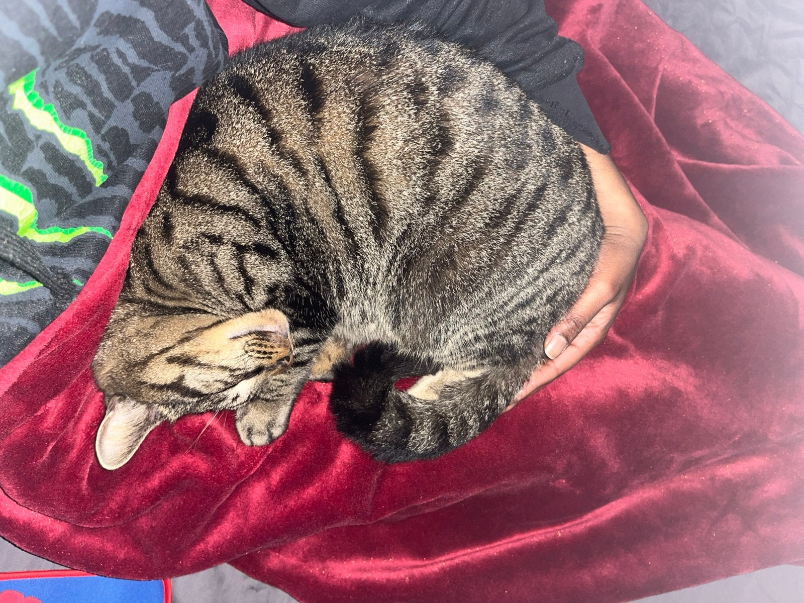 Katten/dieren oppas aangeboden, Dieren en Toebehoren, Katten en Kittens | Overige Katten, Meerdere dieren